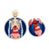 Science Fun Cuerpo Humano Idioma Polaco Clementoni 60249