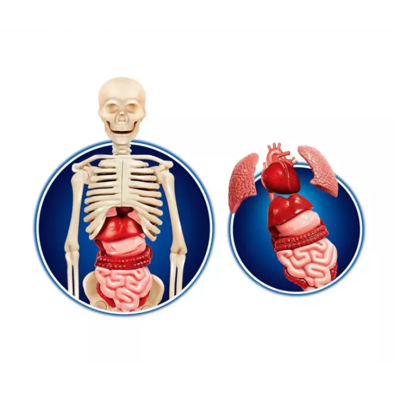 Science Fun Cuerpo Humano Idioma Polaco Clementoni 60249