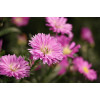 Canon RF-S 55-210mm F5-7.1 IS STM teleobjetivo zoom