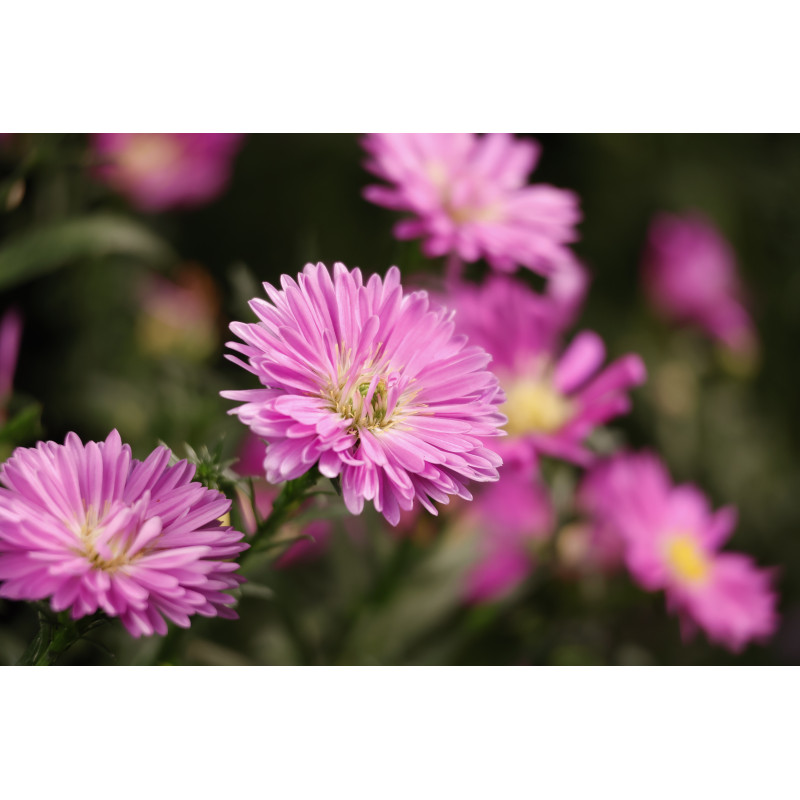 Canon RF-S 55-210mm F5-7.1 IS STM teleobjetivo zoom