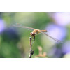Canon RF-S 55-210mm F5-7.1 IS STM teleobjetivo zoom