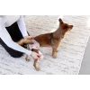PALOPA pañal reutilizable para perros Heat Pants para incontinencia Glan Taupe S