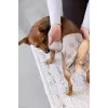 PALOPA Pañal reutilizable para perros para celo e incontinencia, Taupe, talla M