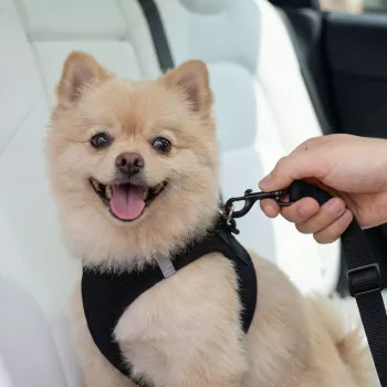 SPIGEN PS100 Soporte Universal para Cinturón de Seguridad del Coche para Mascotas Negro