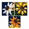 Mould King Sunflower Potted 24111 Set de bloques de construcción (854 piezas)