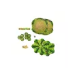TREFL GRY Juego familiar – En el huerto - Trefl 02950