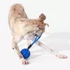 Cheerble Wicked Ball Air Rope juguete para perros, Royal Blue