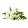 Click & Grow Smart Garden recambio, 3 cápsulas de plantas (SGR78X3)