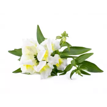 Click & Grow Smart Garden recambio, 3 cápsulas de plantas (SGR78X3)