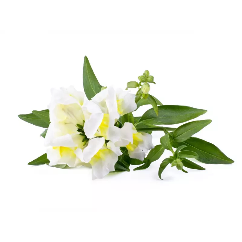 Click & Grow Smart Garden recambio, 3 cápsulas de plantas (SGR78X3)