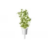Click & Grow Smart Garden recambio de mejorana, 3 cápsulas de plantas (SGR41X3)