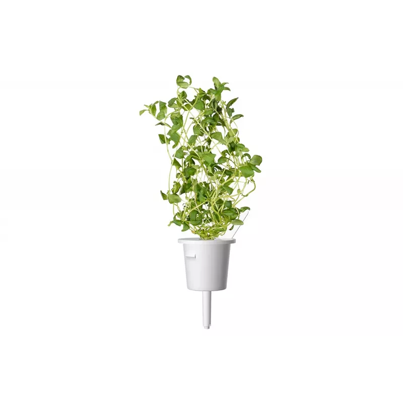 Click & Grow Smart Garden recambio de mejorana, 3 cápsulas de plantas (SGR41X3)