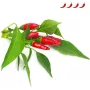 Click & Grow cápsulas de plantas de chile piri-piri para Smart Garden, pack de 3 (SGR67X3)