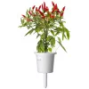 Click & Grow cápsulas de plantas de chile piri-piri para Smart Garden, pack de 3 (SGR67X3)