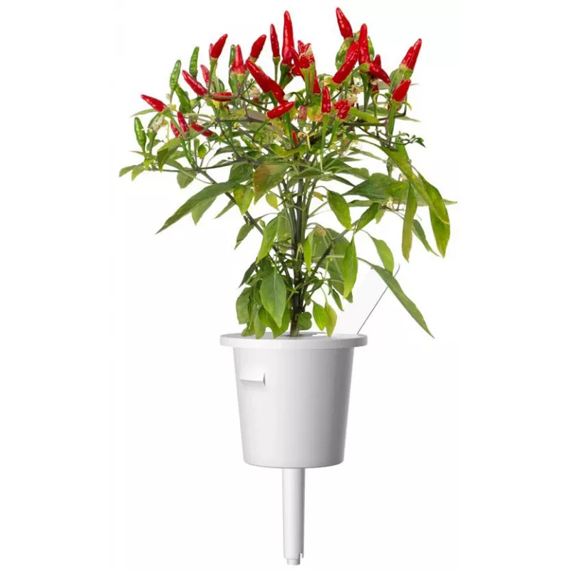 Click & Grow cápsulas de plantas de chile piri-piri para Smart Garden, pack de 3 (SGR67X3)