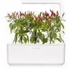 Click & Grow cápsulas de plantas de chile piri-piri para Smart Garden, pack de 3 (SGR67X3)