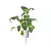 Click & Grow Smart Garden recambio, 3 cápsulas de plantas (SGR86X3)