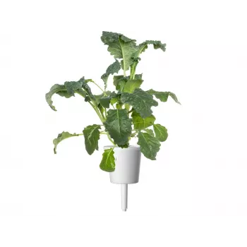 Click & Grow Smart Garden recambio, 3 cápsulas de plantas (SGR86X3)