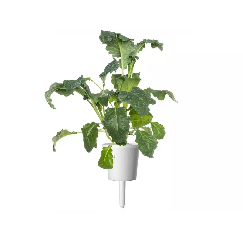 Click & Grow Smart Garden recambio, 3 cápsulas de plantas (SGR86X3)