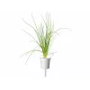 Click & Grow Smart Garden recambio, 3 cápsulas de plantas (SGR105X3)