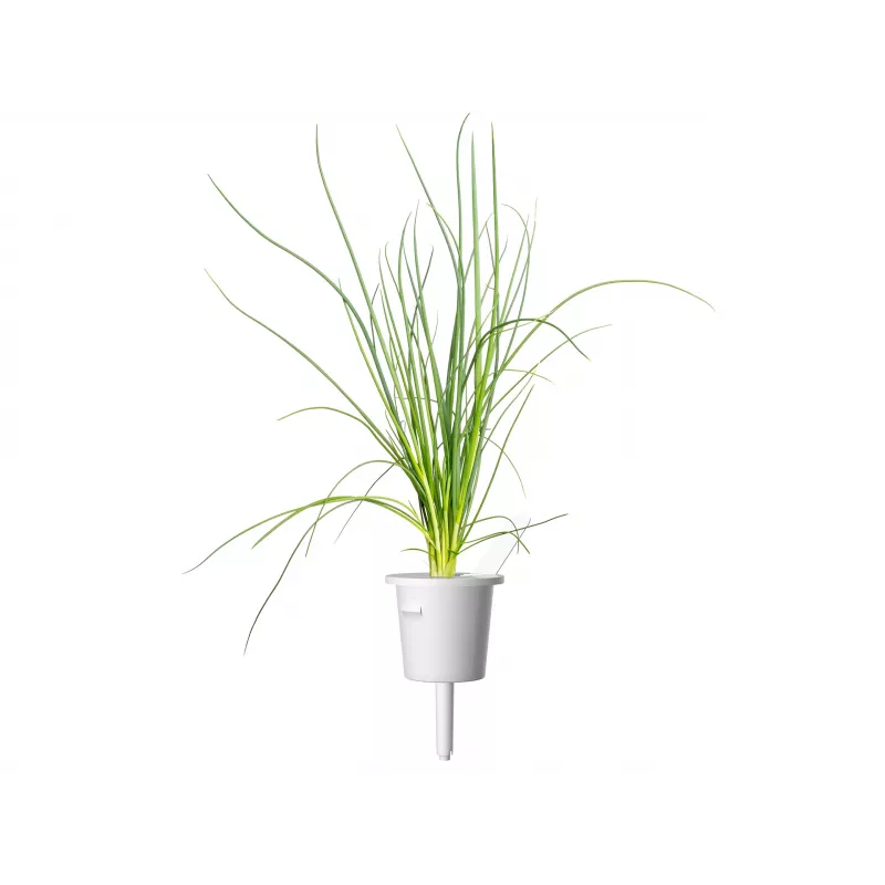 Click & Grow Smart Garden recambio, 3 cápsulas de plantas (SGR105X3)