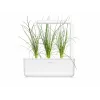 Click & Grow Smart Garden recambio, 3 cápsulas de plantas (SGR105X3)