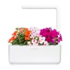 Click & Grow Smart Garden recambio de impatiens, 3 cápsulas de plantas (SGR1X3)
