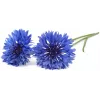Click & Grow cápsulas de plantas de aciano para Smart Garden, pack de 3 (SGR36X3)