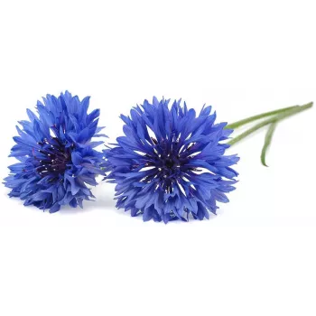 Click & Grow cápsulas de plantas de aciano para Smart Garden, pack de 3 (SGR36X3)