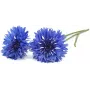 Click & Grow cápsulas de plantas de aciano para Smart Garden, pack de 3 (SGR36X3)