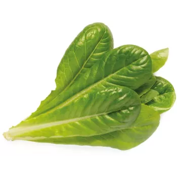 Click & Grow SGR50X3 cápsulas de plantas de lechuga recambio (pack de 3)