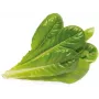 Click & Grow SGR50X3 cápsulas de plantas de lechuga recambio (pack de 3)