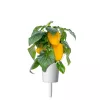Click & Grow Smart Garden recambio de pimiento amarillo, 3 cápsulas de plantas (SGR53X3)