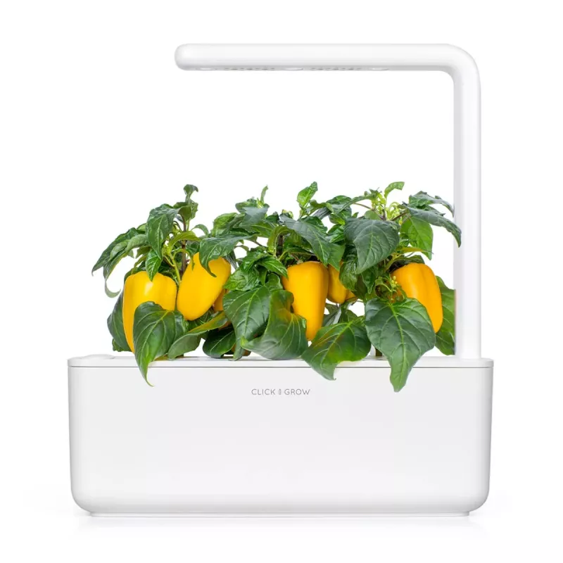Click & Grow Smart Garden recambio de pimiento amarillo, 3 cápsulas de plantas (SGR53X3)