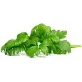Click & Grow cápsulas de apio para Smart Garden, pack de 3 (SGR97X3)