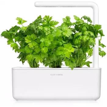 Click & Grow cápsulas de apio para Smart Garden, pack de 3 (SGR97X3)