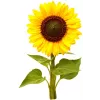Click & Grow cápsulas de girasol enano para Smart Garden, pack de 3 (SGR65X3)