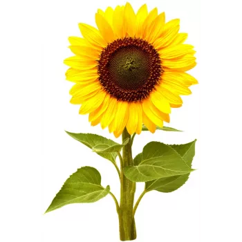 Click & Grow cápsulas de girasol enano para Smart Garden, pack de 3 (SGR65X3)