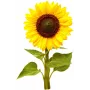 Click & Grow cápsulas de girasol enano para Smart Garden, pack de 3 (SGR65X3)