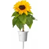 Click & Grow cápsulas de girasol enano para Smart Garden, pack de 3 (SGR65X3)