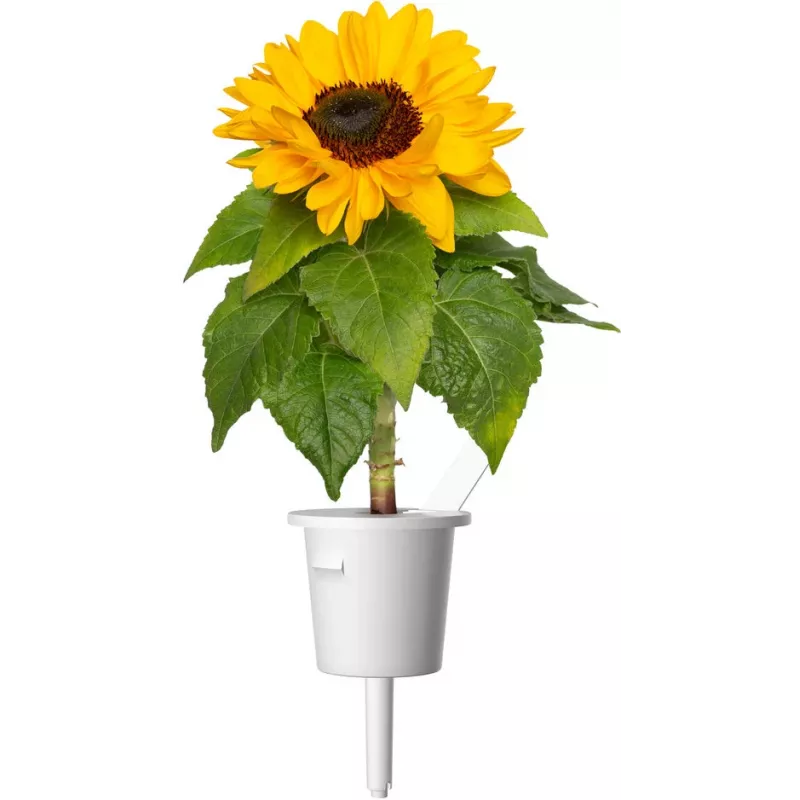 Click & Grow cápsulas de girasol enano para Smart Garden, pack de 3 (SGR65X3)