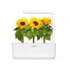 Click & Grow cápsulas de girasol enano para Smart Garden, pack de 3 (SGR65X3)