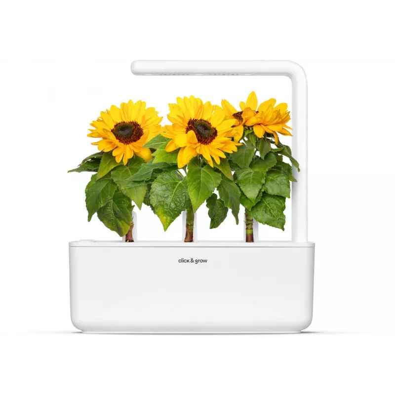 Click & Grow cápsulas de girasol enano para Smart Garden, pack de 3 (SGR65X3)