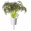 Click & Grow Smart Garden recambio de mostaza roja rizada, 3 cápsulas de plantas (SGR77X3)