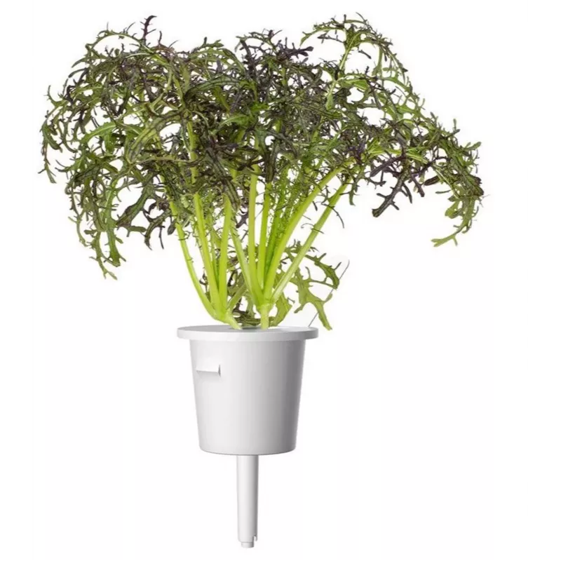 Click & Grow Smart Garden recambio de mostaza roja rizada, 3 cápsulas de plantas (SGR77X3)
