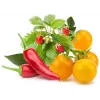 Click & Grow cápsulas de plantas mix de frutas y verduras para Smart Garden, pack de 9 (PPMFVX9)