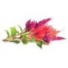 Click & Grow cápsulas de plantas de cresta de gallo para Smart Garden, pack de 3 (SGR4X3)