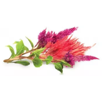 Click & Grow cápsulas de plantas de cresta de gallo para Smart Garden, pack de 3 (SGR4X3)