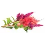 Click & Grow cápsulas de plantas de cresta de gallo para Smart Garden, pack de 3 (SGR4X3)