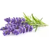 Click & Grow Smart Garden recambio de lavanda, 3 cápsulas de plantas (SGR30X3)